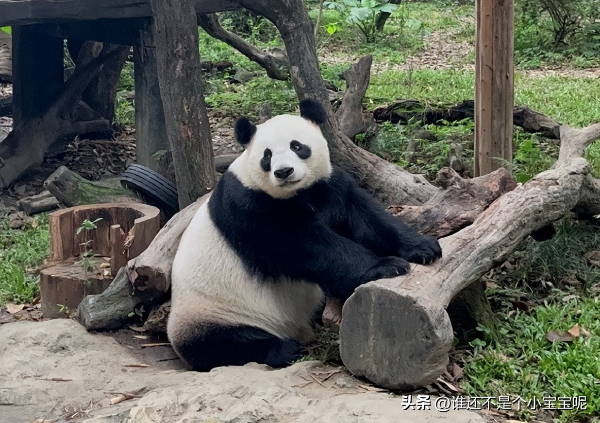 梅清大熊猫小时候去长隆视频,大熊猫梅清短腿