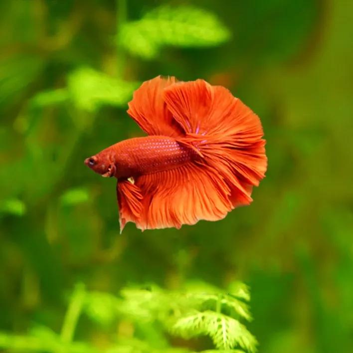 无纹蓝斗鱼怎么养,奇怪姿势的斗鱼