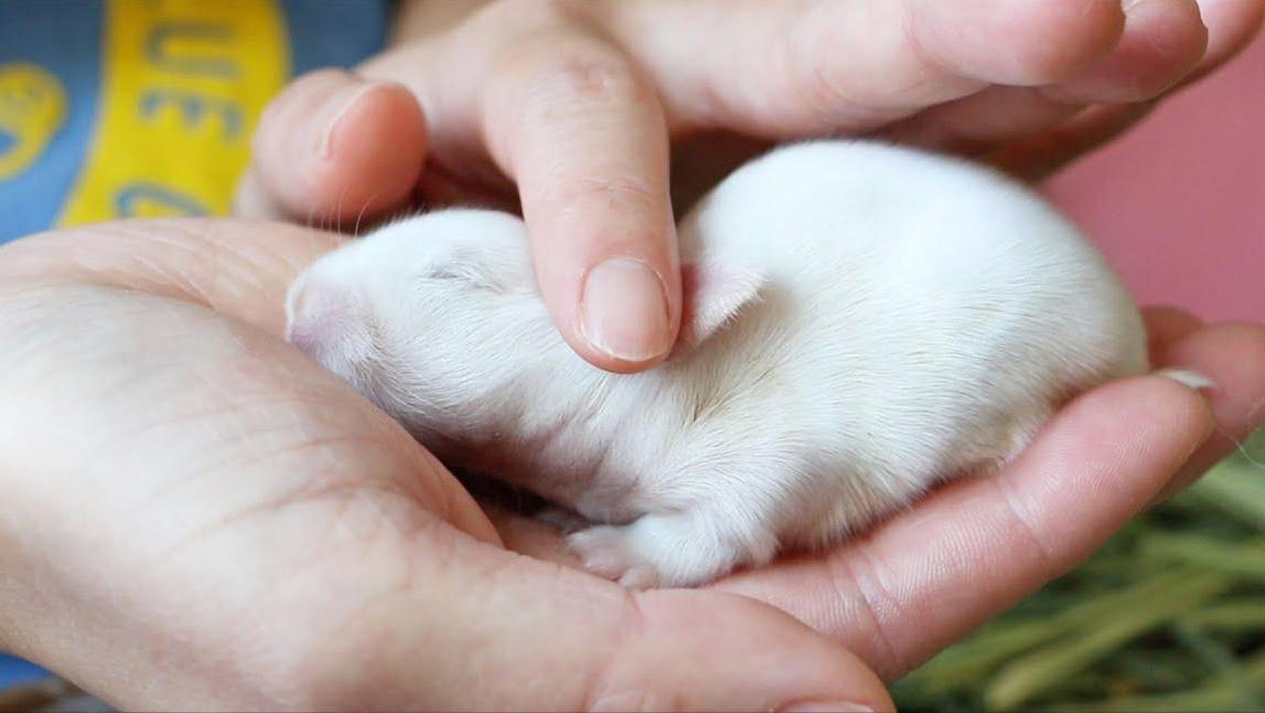 刚生下来的兔仔怎么管理,刚出生兔仔怎么人工喂养