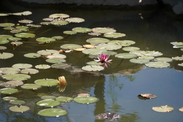 夏至如约而至白昼最长的一天,夏至夏日已至