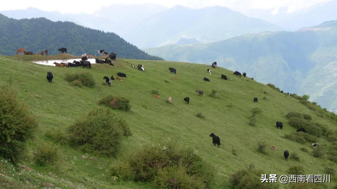 鍥涘窛闃垮潩宸為粦姘村幙鐭ユ湪鏋椾埂,榛戞按鍘跨煡鏈ㄦ灄涔$淮澶氭潙
