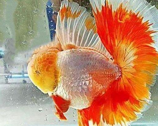 金鱼狮子头烂头黑头怎么治疗,狮子头金鱼头太大怎么办