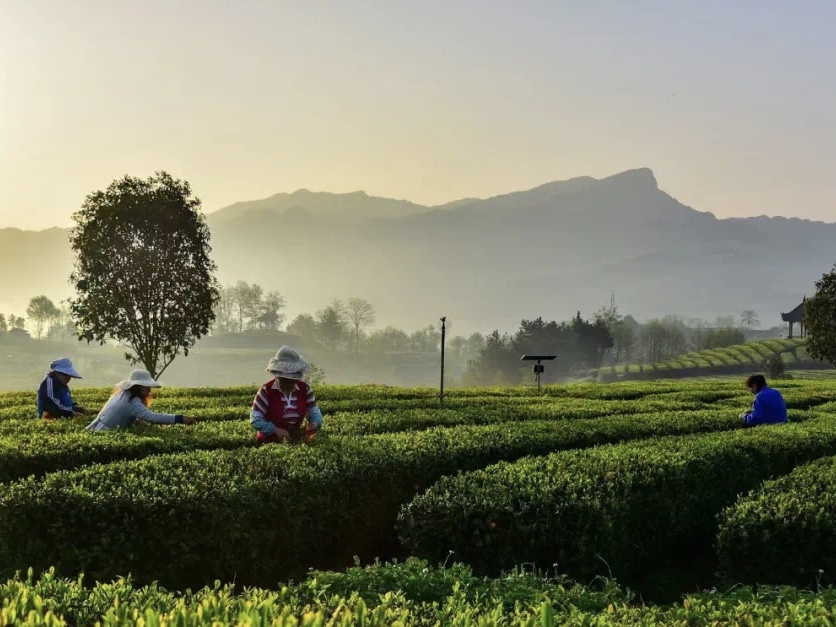 茶叶过度包装新标准,茶叶2两包装2斤