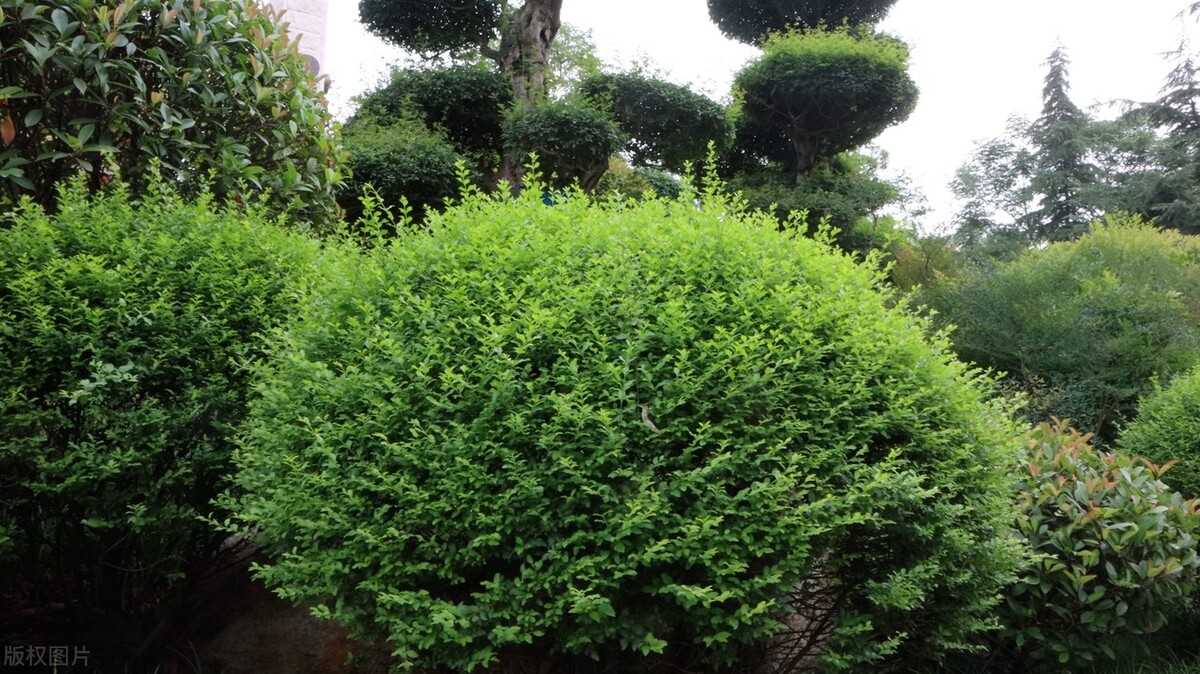 小叶女贞,小叶女贞球