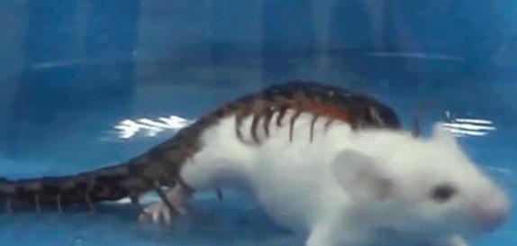 蜈蚣是叫千足虫还是百足虫,有点像蜈蚣又有点像百足虫