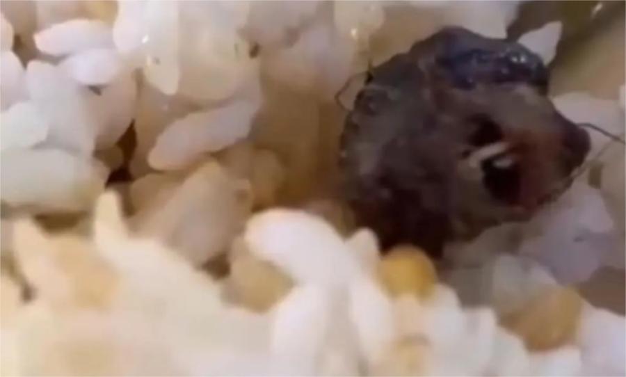 鼠头鸭脖承包哪些高校食堂,“鼠头鸭脖”高校食堂承包商曝光