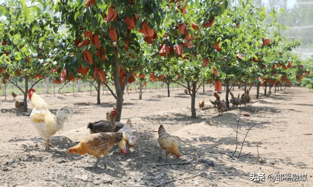 济宁绿壳蛋鸡养殖专业户,沙村建立绿壳蛋鸡养殖场