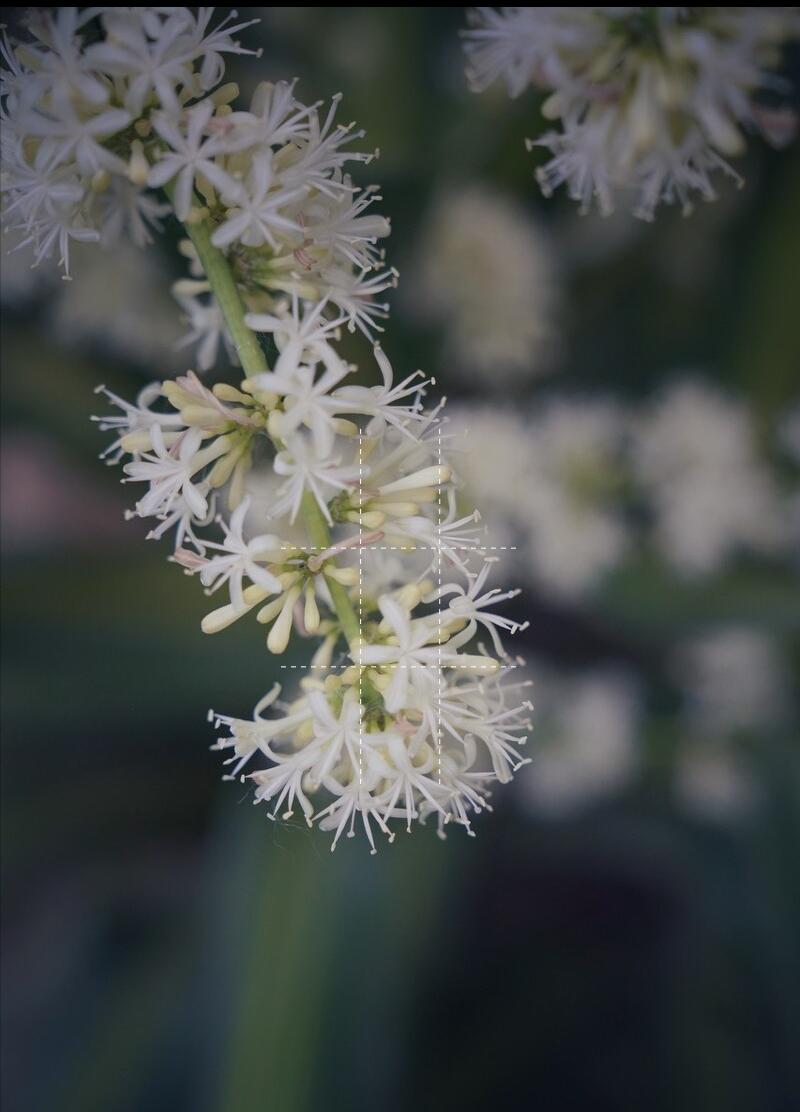 养不死的绿植,懒人养不死耐寒耐旱的绿植