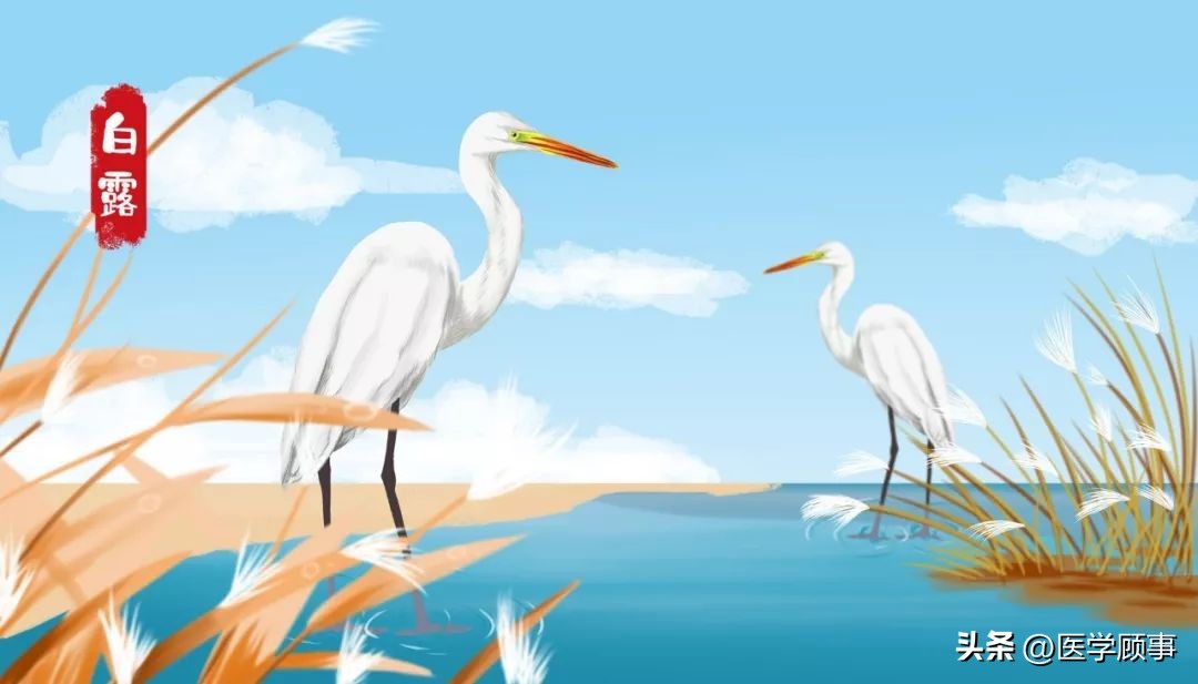 蒹葭苍苍白露为霜是写白露的吗,蒹葭苍苍白露为霜的白露是节气么