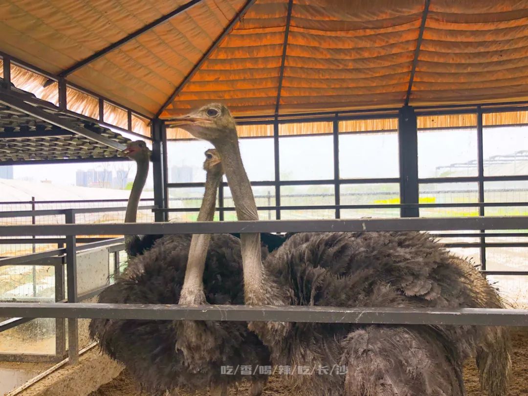 长沙攻略非热门,长沙旅游攻略免费存行李