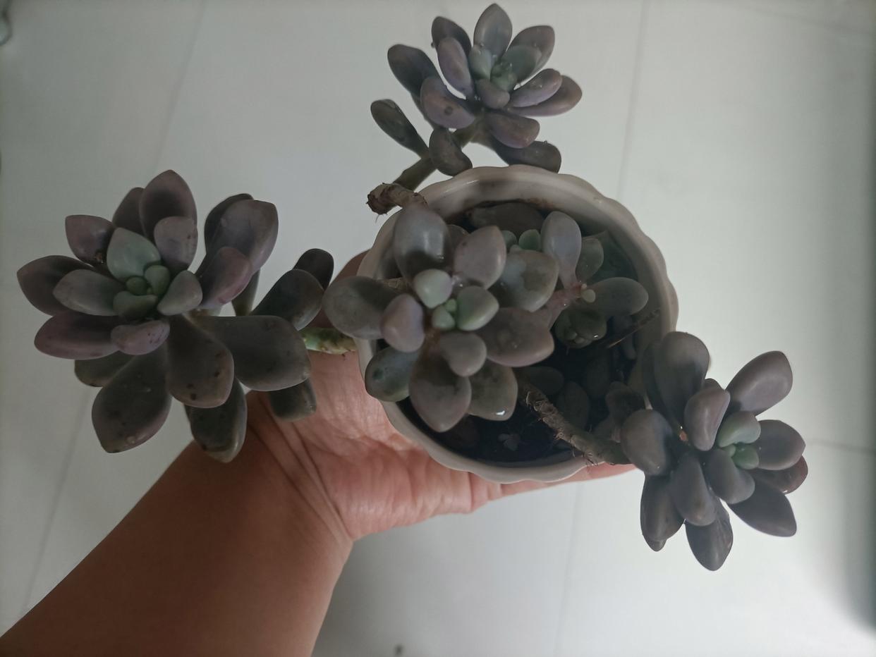 春天如何拯救掉光叶片的多肉,夏季要不要把多肉的枯叶去掉