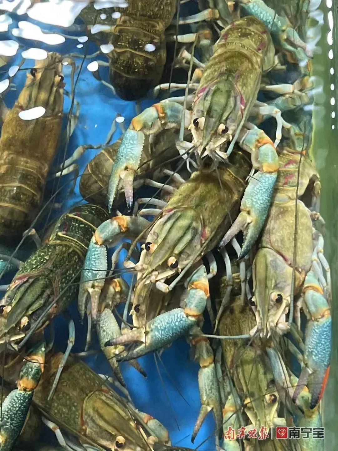 南宁哪个海鲜市场海鲜多便宜,南宁海鲜市场现状
