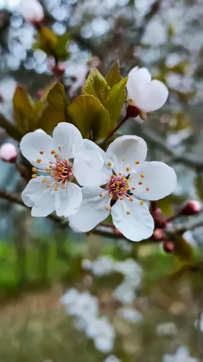 春日正好莫负春光,春日诗集大赏