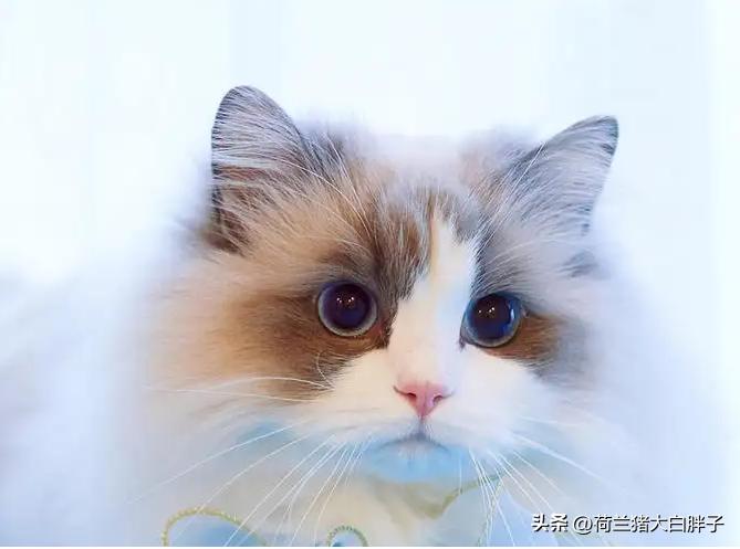 短毛猫和长毛猫哪个掉毛严重点,长毛猫和短毛猫哪个容易掉毛