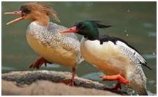 鸟类在分类学中统称为什么,鸟纲分类总表