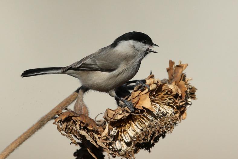中国即将消失的养鸟文化六：这种鸟深受乾隆帝喜爱，为它特制笼子