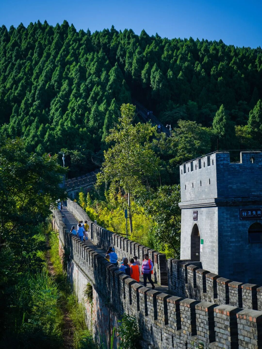 金鸡菊花海旅游攻略,金鸡菊花海美景