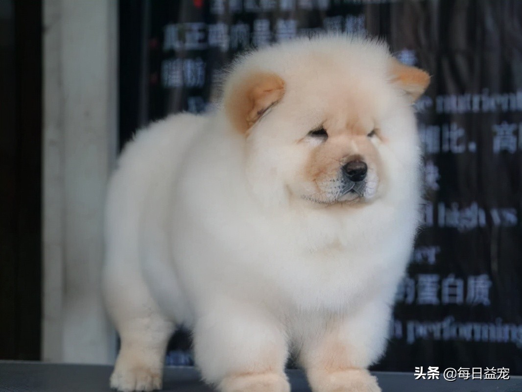 松狮边牧的优点和缺点,松狮的优点和缺点