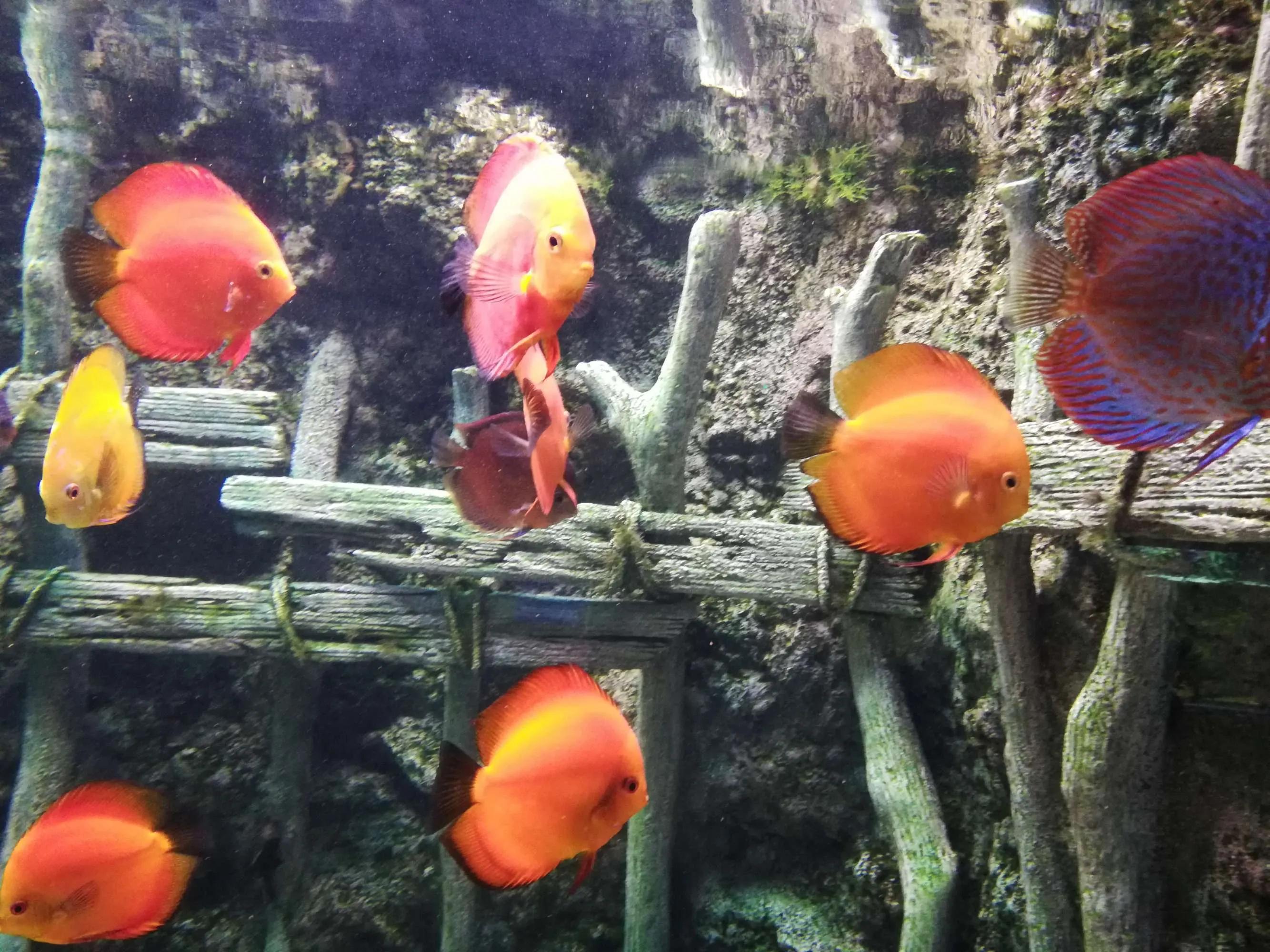 棣栧皵娓歌浣滄枃鐐硅瘎,棣栧皵娓歌涔嬩簩