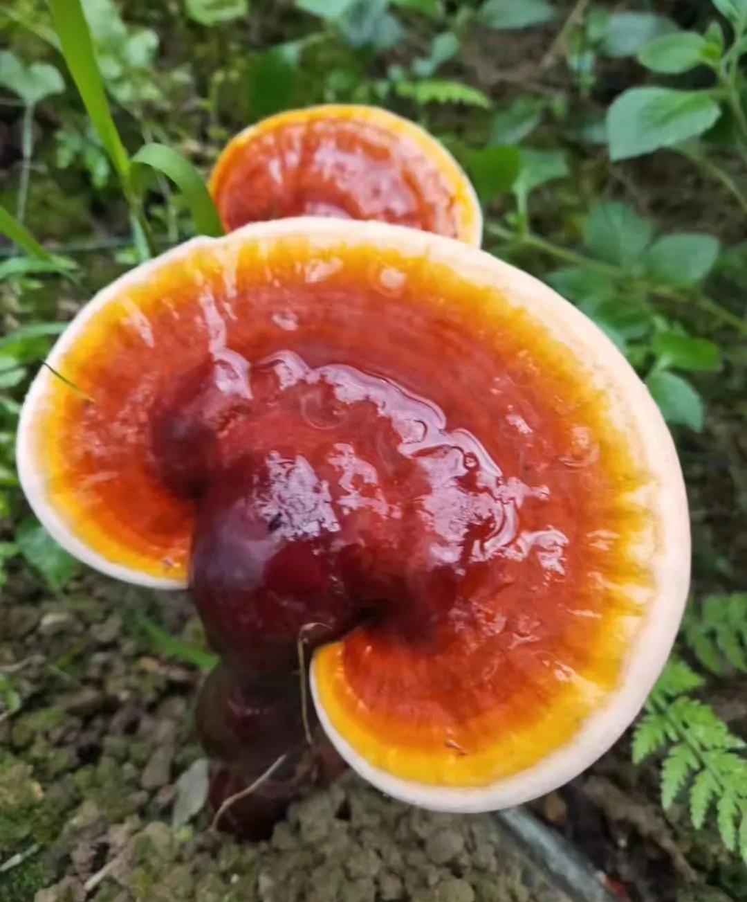 六月一起去邛崃逛古镇看云海日出共赴萤火虫之约