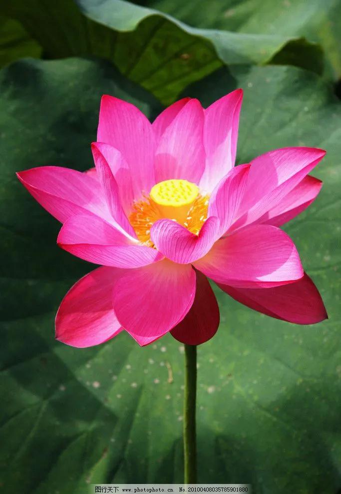 濯清涟而不妖说的是荷花还是莲花,濯清涟而不妖的荷花名句