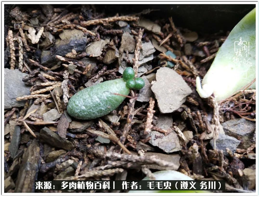 多肉可抵岁月,多肉之花语