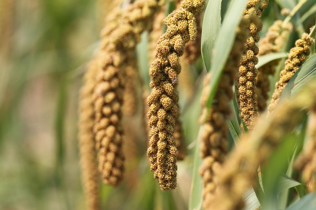 杂粮都有哪些种类,杂粮为什么越来越受欢迎