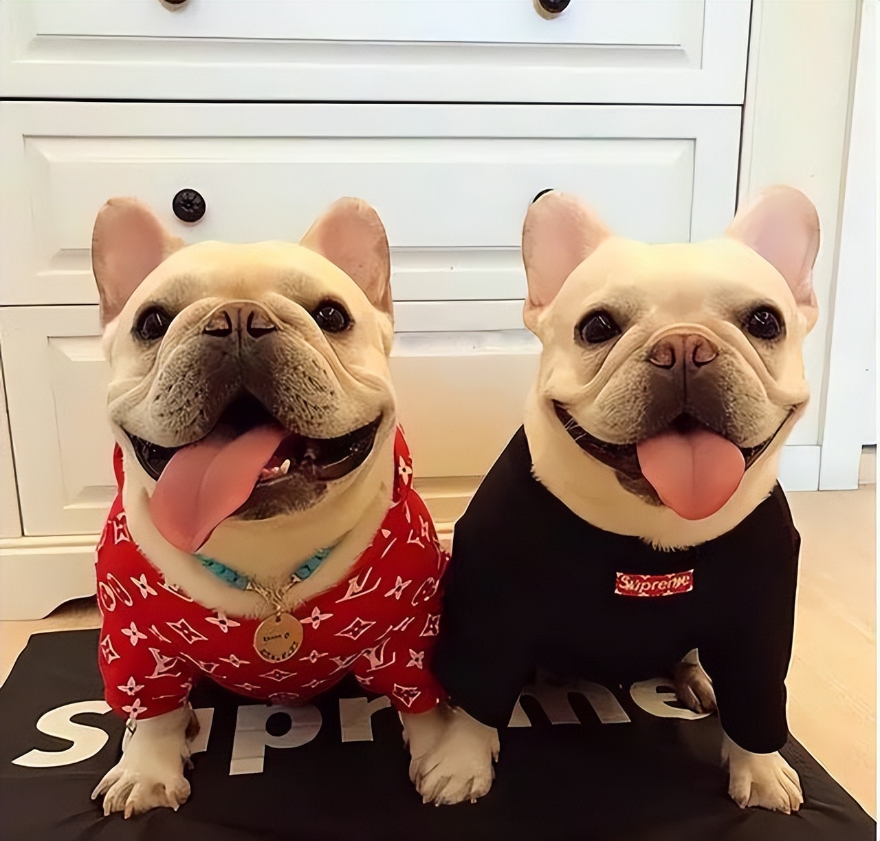 为啥“法斗”越来越受欢迎？宠主：养了看不上其他狗