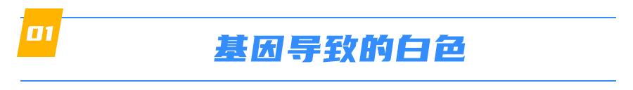 猫身上掉下来有白色颗粒是什么,猫身上白色的是什么