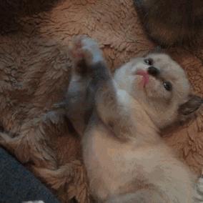 幼猫被主人碰了母猫还认吗,幼猫被人摸老猫就不喂了