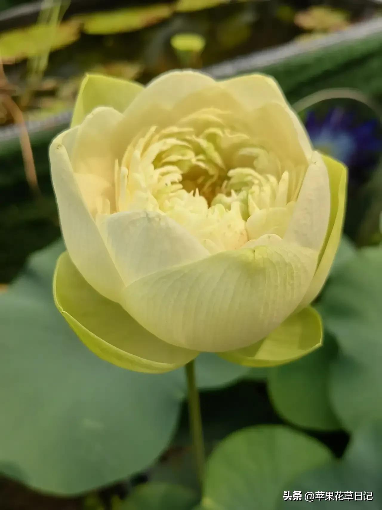 莲花盛开欣赏,绝美的莲花