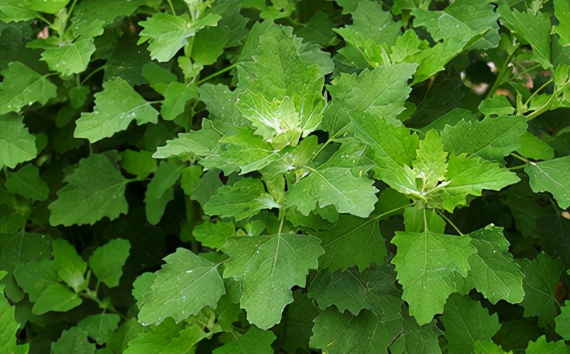 野菜100种大全,能吃的100种野菜大全