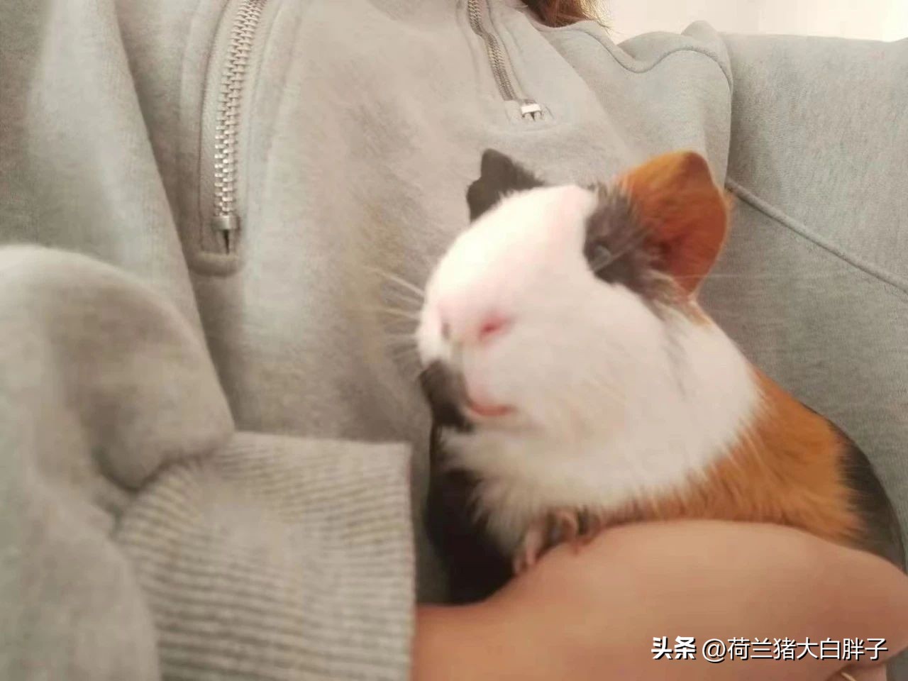 荷兰猪需要磨牙和脚趾甲吗,荷兰猪磨牙用什么好