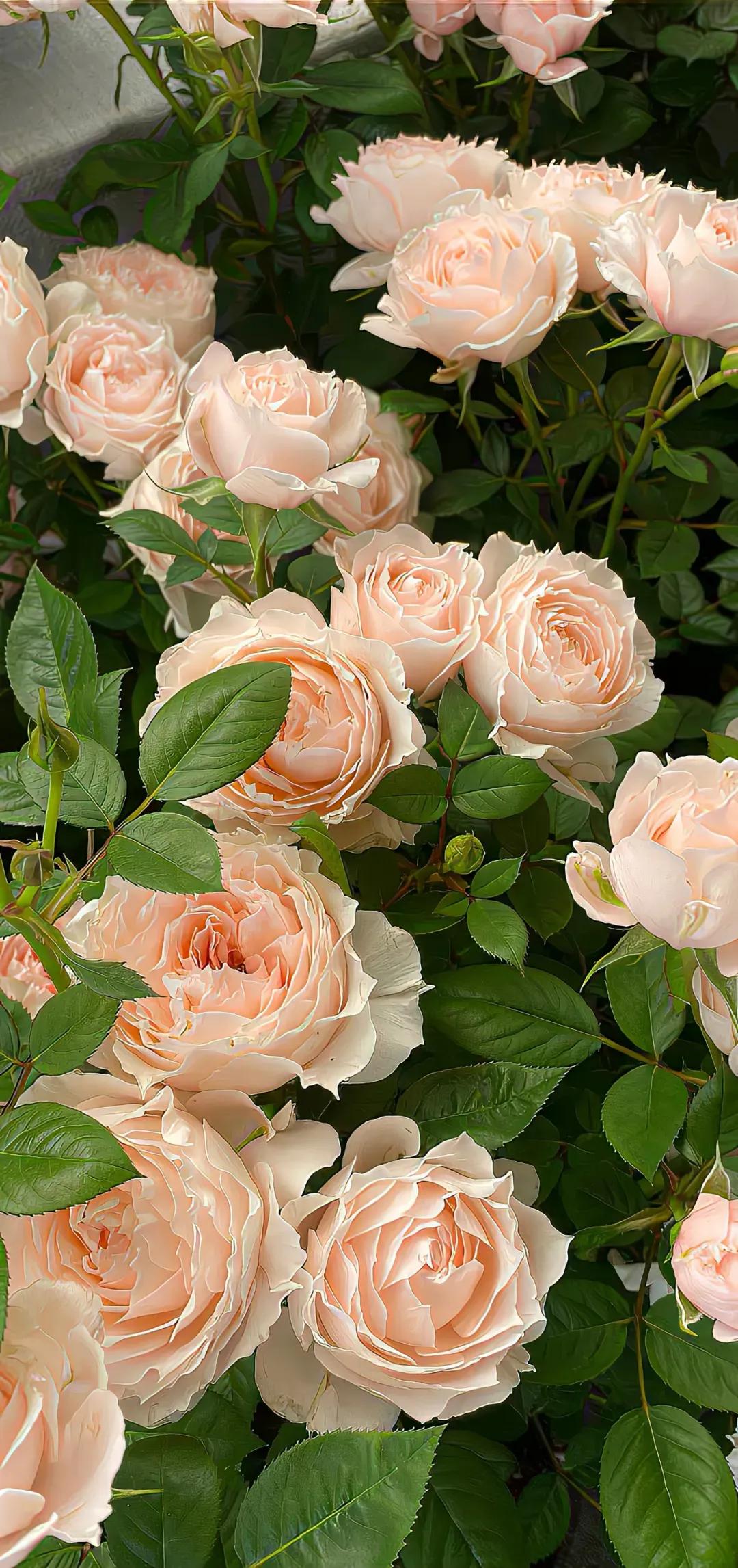 你的生日对应的是哪种生辰花,你的生日对应哪种花