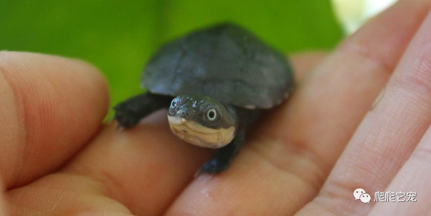巨型侧颈龟成体,亚马逊雨林巨型侧颈龟