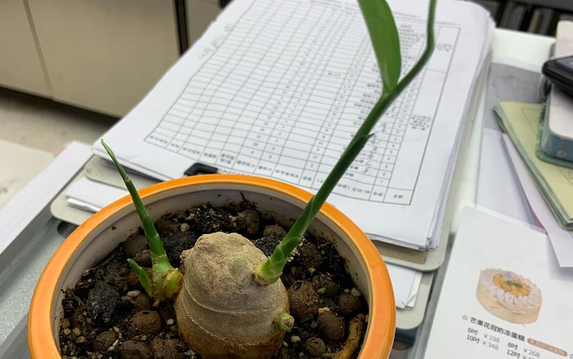 姜种植三大忌,专家讲解姜的种植方法