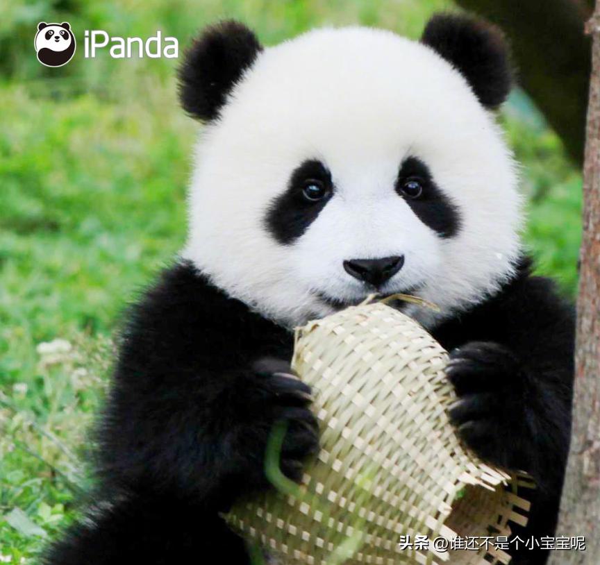 大熊猫皓月和花花,大熊猫花花有几个绯闻男友