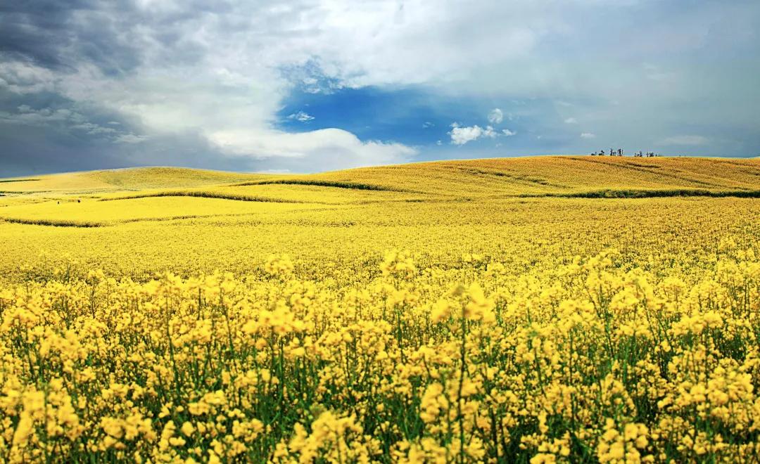 春节旅游最佳去处云南旅游攻略,春节云南旅游必去的景点推荐