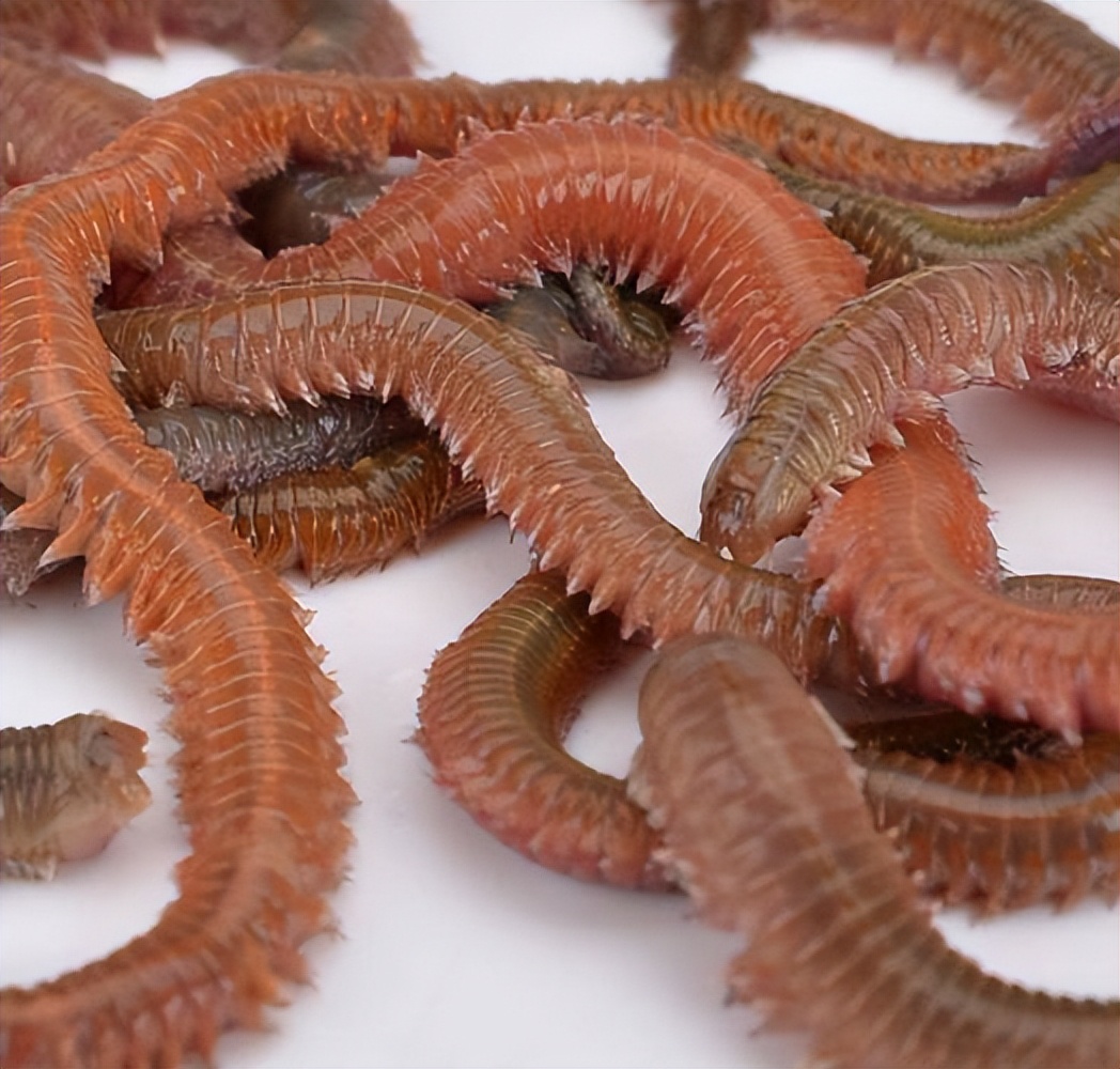 海水养殖产业发展现状调查,中国海水养殖业的发展历程