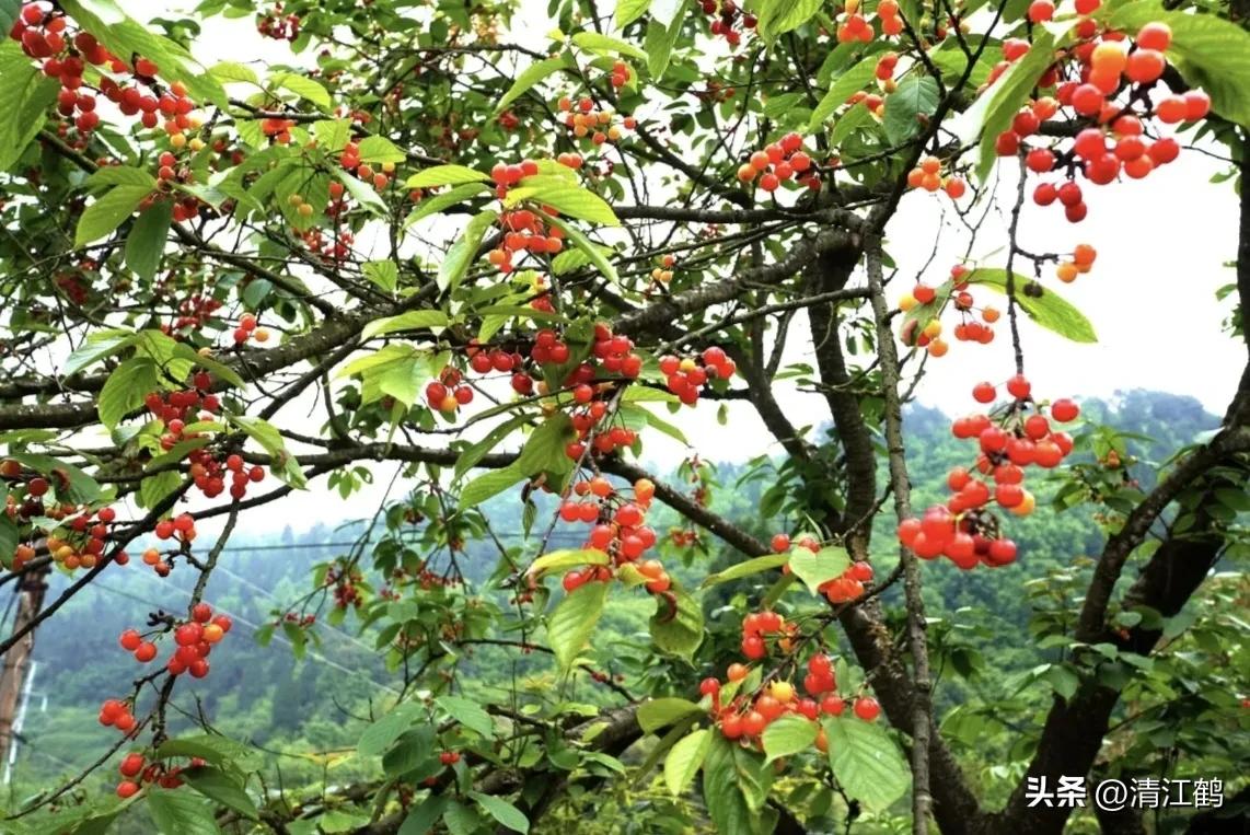 樱桃好吃树难栽完整故事,樱桃好吃树难栽家常版完整版