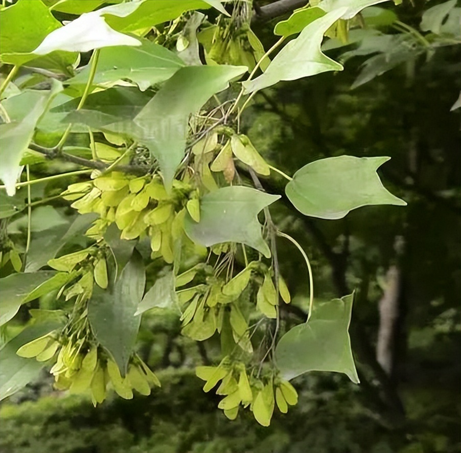 植物识别小口诀，总结的太全了！