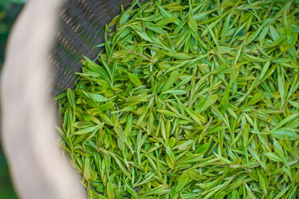 中国10大名茶排行榜的特点介绍,中国茶叶十大名茶介绍