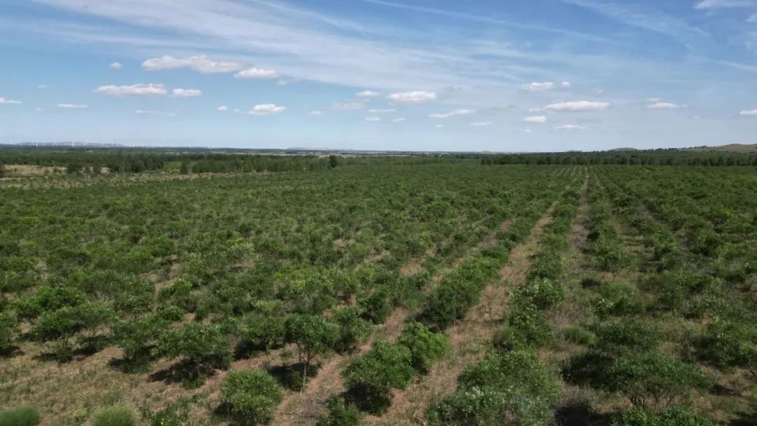 种下“碧根”拔掉“穷根”