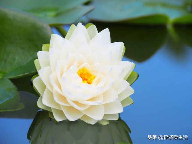 一年四季开花抗晒的花,四季开花耐寒耐晒的花推荐