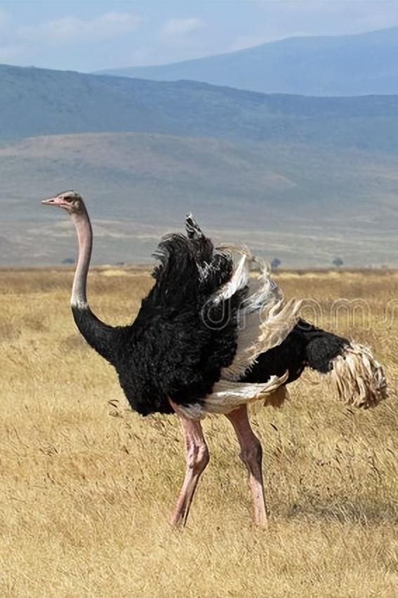 楦甸笩涓庡叾浠栧姩鐗╃殑鎴樻枟,楦甸笩涓庝汉鎼忔枟