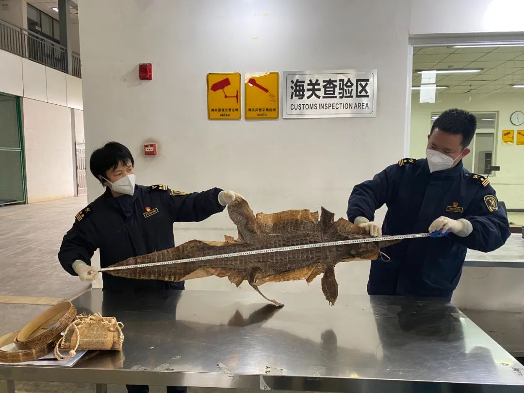 鳄鱼泡澡桶,鳄鱼全家玩具