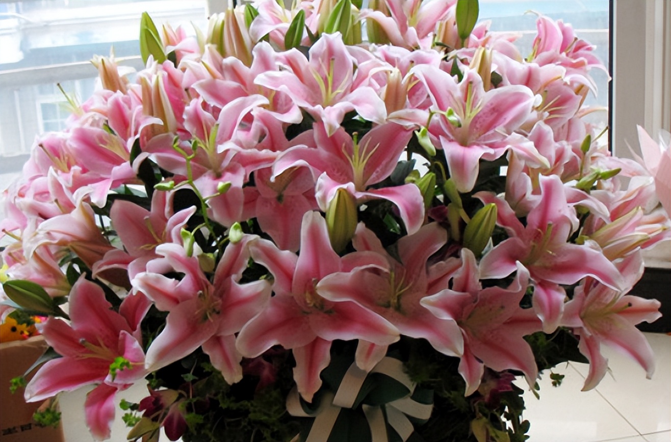 卧室盆栽一年四季都香,室内四季很香的盆栽