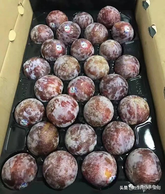 珠宝李与太阳李的区别,樱桃李和珠宝李的区别