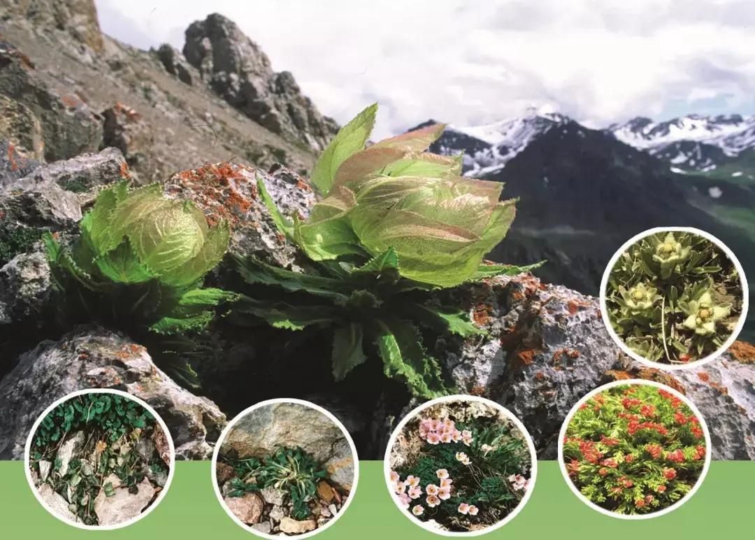 罕见奇怪的动物之伊犁鼠兔,伊犁鼠兔有多稀少