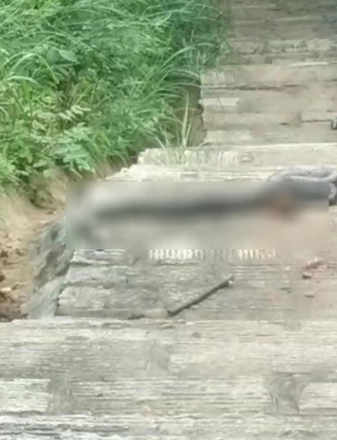 蛇为什么在一个地方不走,蛇为什么靠边走